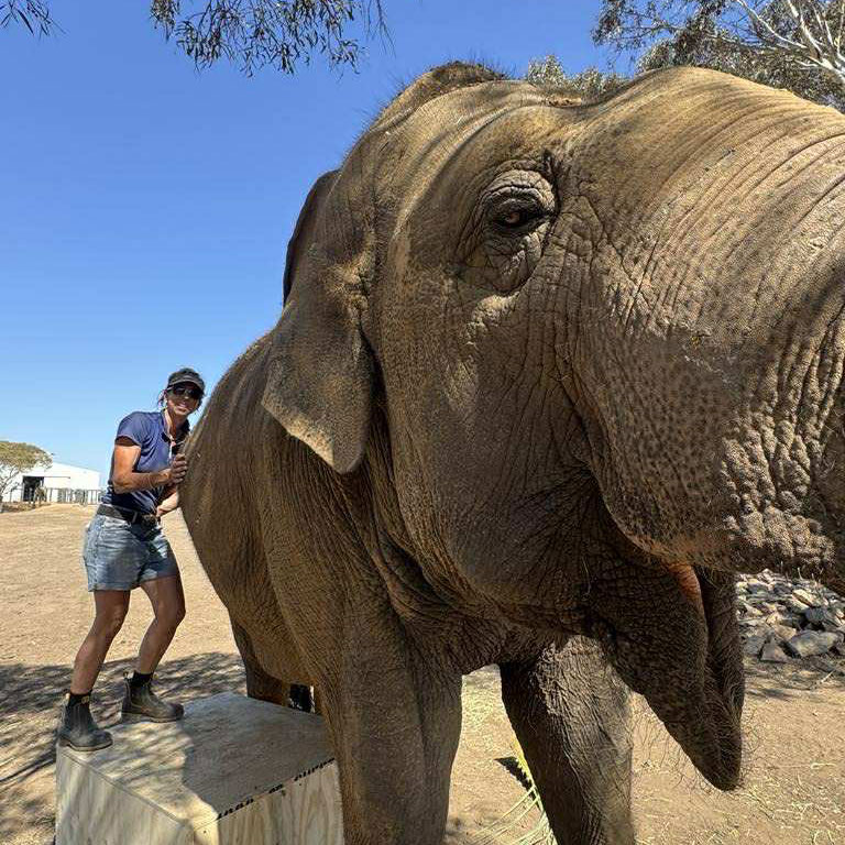 Elephant-physio-1